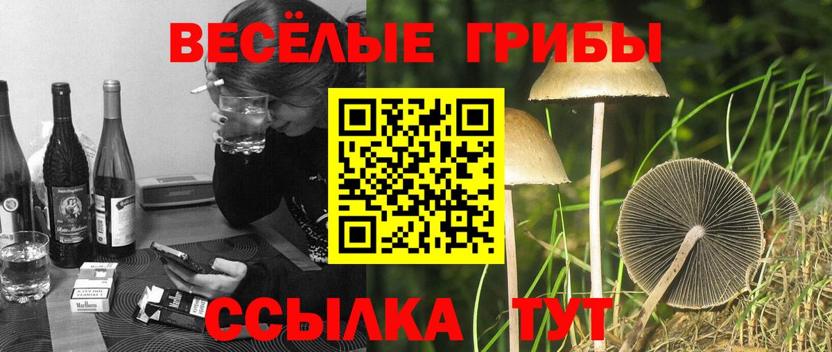 Псилоцибиновые грибы Psilocybe  Вход с VPN  Южноуральск 
